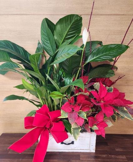 Poinsettia, Peace Lily Duo TVF Original