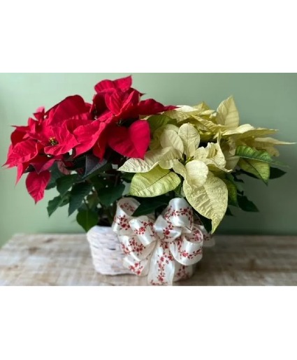 Poinsettia Peanut Basket PEANUT