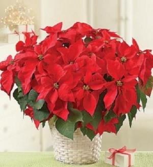 Poinsettia  Starts at $29.99