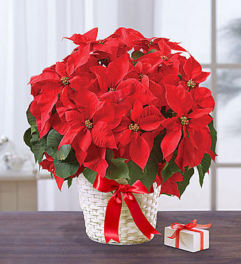Poinsettia Plant 