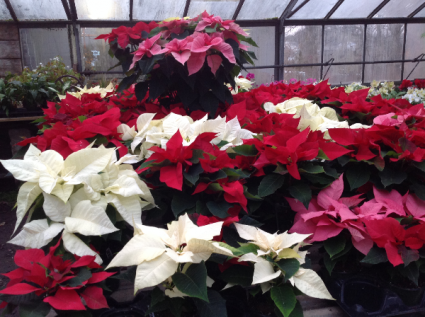 Poinsettia Plant