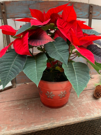 Poinsettia  Plant