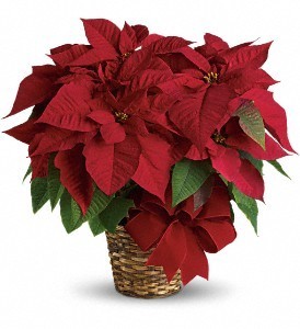 Poinsettia Plant 