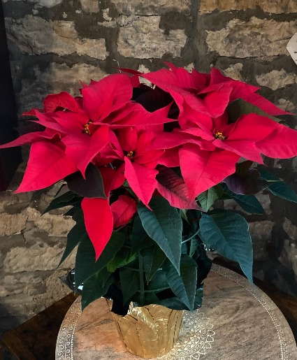 Large Red Poinsettia  Blooming Seasonal Plant