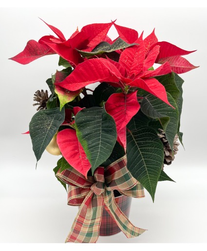 Poinsettia Plant, sorry sold out! 