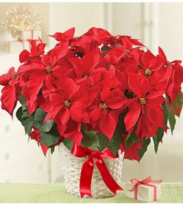 Poinsettia Plant 