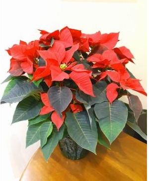 Assorted Color Poinsettia Blooming Plant