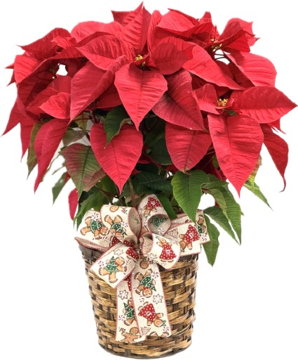 Holiday Poinsettia Plant