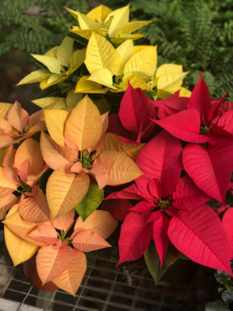 Poinsettia Plant Plant