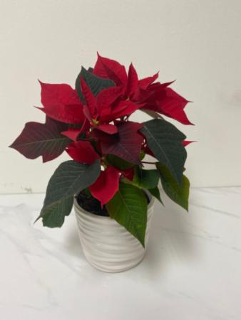 Poinsettia planter  Small Plant in ceramic pot