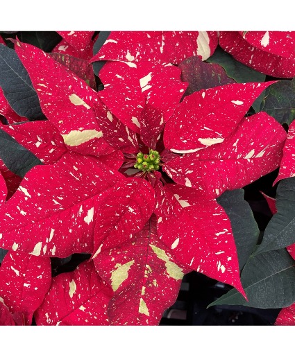 Poinsettia Plants (Color Varies) 