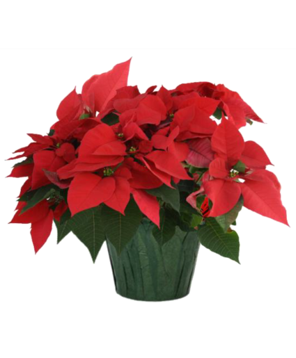 Poinsettia 6" Potted Plant FUNDRAISER