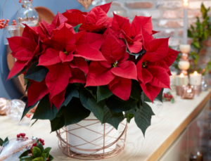 Poinsettia SOLD OUT