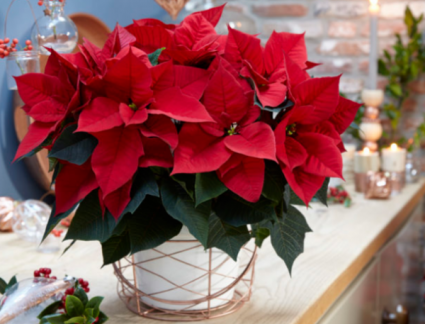 Poinsettia SOLD OUT