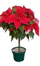 Poinsettia Tree Flowering Plant