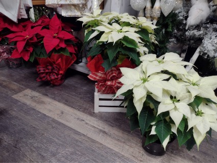 Poinsettias Christmas