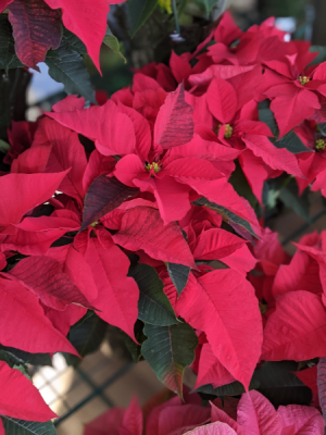 Poinsettias Live Plant