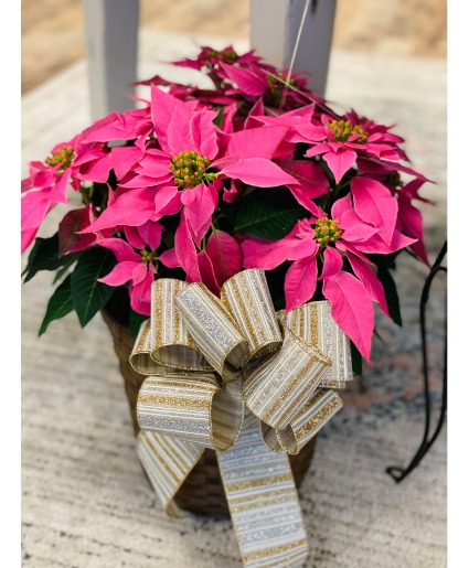 Poinsettias  