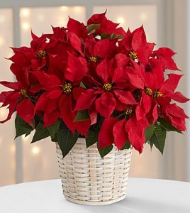 Pointsetta Christmas