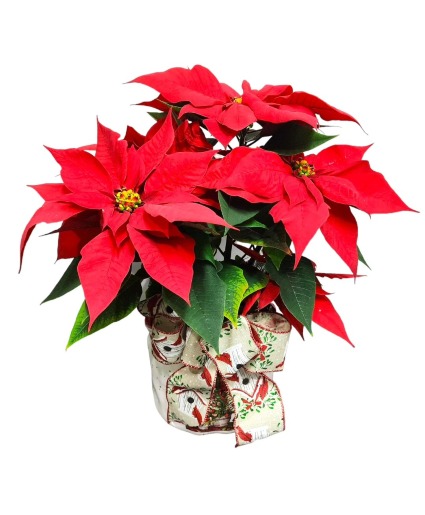 Pointsetta Envy Plant