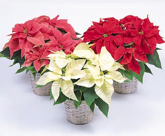 Pointsettias Plants