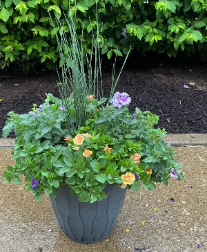 Polar Peach Patio pot