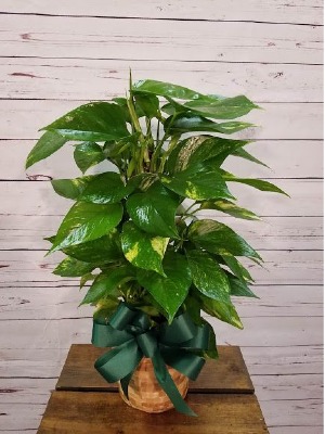 Pole Ivy Plant