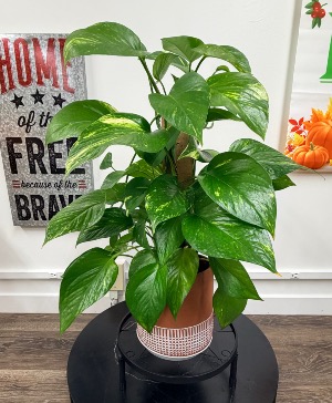 Pole Pothos 