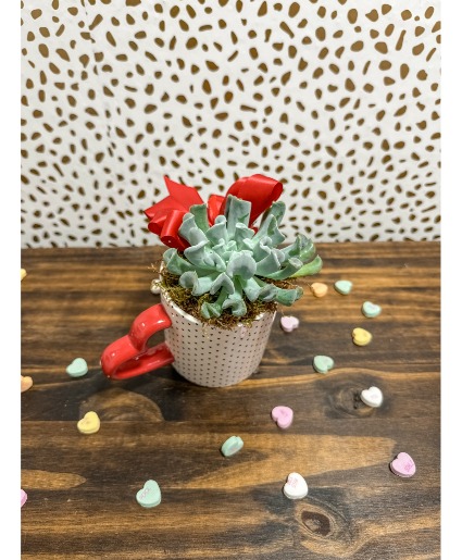 Polka Dot Succ Mug Plant