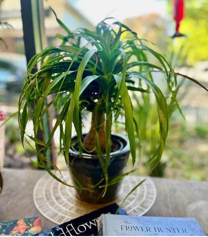 6" Pony Tail Palm Clean air/ pet friendly