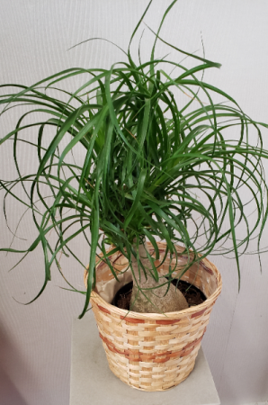 Ponytail Palm Plant