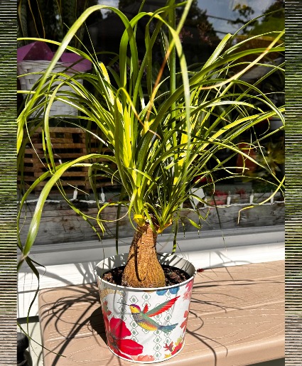 Pony Tail Plant 