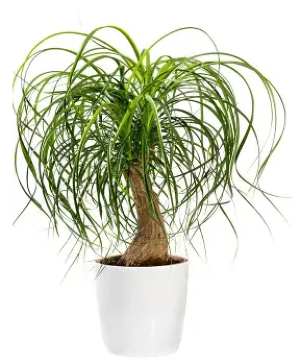 pony tail plant 