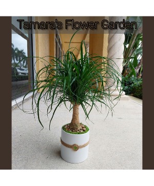 Ponytail Palm 