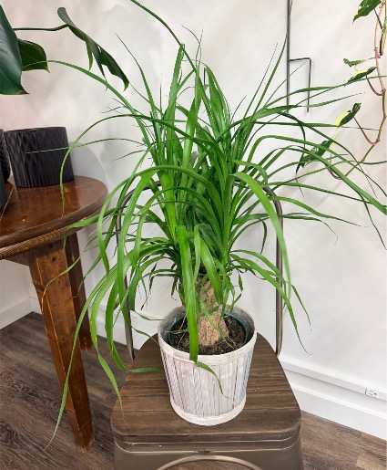 Ponytail Palm 