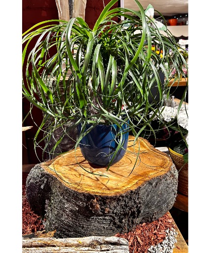 Ponytail Palm House Plant