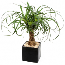 Ponytail Palm Plant