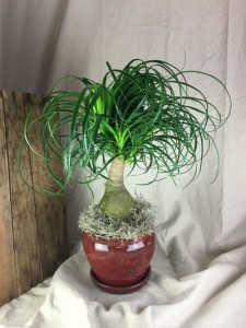 Ponytail Palm Plant TWO OPTIONS Plant in Brattleboro, VT - WINDHAM FLOWERS