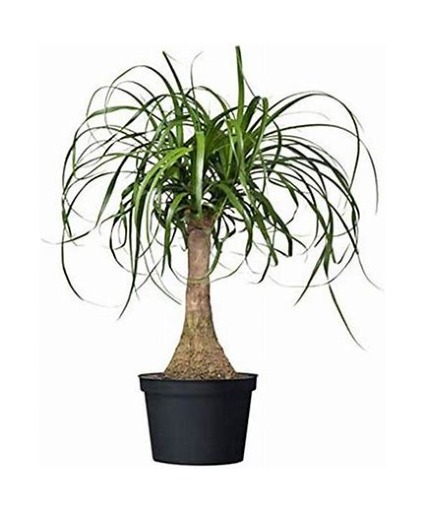 Ponytail Palm Tree 