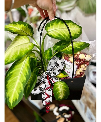 Popcorn and Plant Combo 