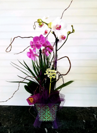 Pop's MD Orchid Garden  EXCLUSIVELY AT MOM & POPS