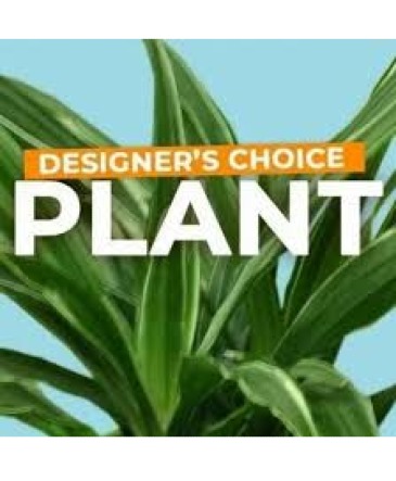 Pop's Plants Designer's Choice in Ventura, CA | Mom And Pop Flower Shop