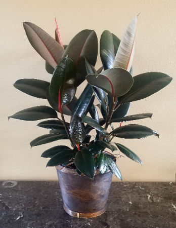 Pop's Rubber Plant Exclusively at Mom & Pops