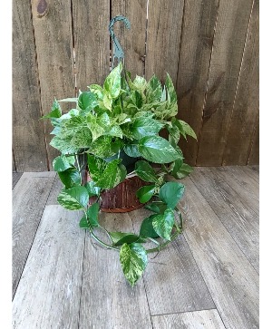 Pothis Plant