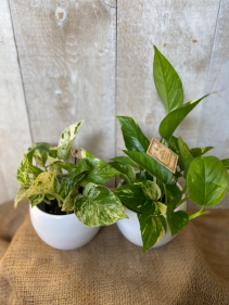 Pothos 5" plants 