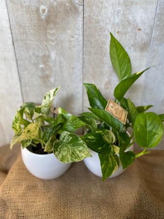 Pothos 5" plants 