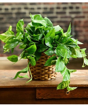 Pothos  