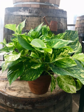 Pothos in a metal container Easy to care for plant