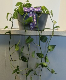 SOLD Pothos plant in metal planter NFS-P109