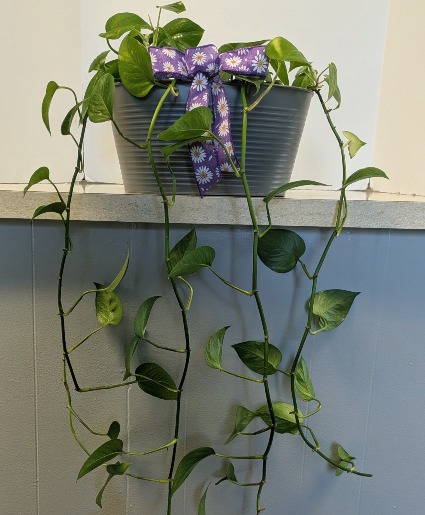 SOLD Pothos plant in metal planter NFS-P109